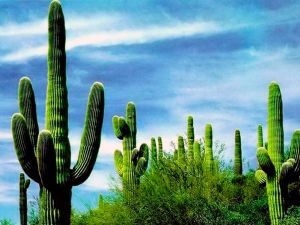 �������: ����� �� �������